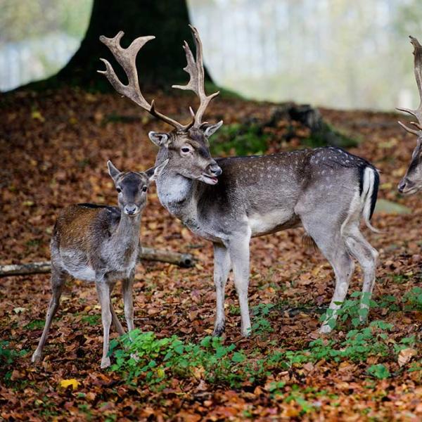 Hirsche im Dyrehaven in Vejle im Herbst