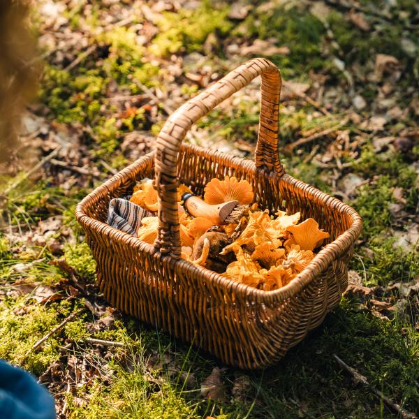 Korb voller Pilze, gesammelt in einem Wald in Kollemorten