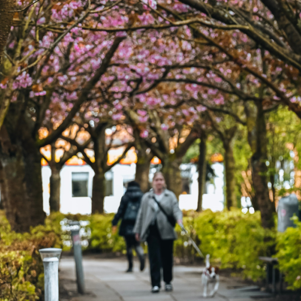 Frau und Hund gehen unter den Kirschbäumen auf dem Boulevard in Vejle spazieren