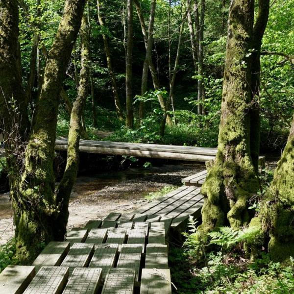 Wandern Sie auf dem Grejsdalstien durch Brandbjerg Sønderskov