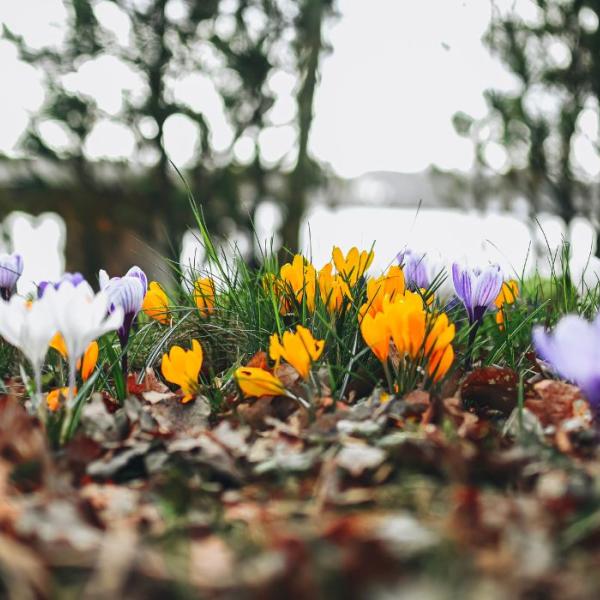 Krokusse blühen im Frühling im Skyttehushaven-Garten so schön