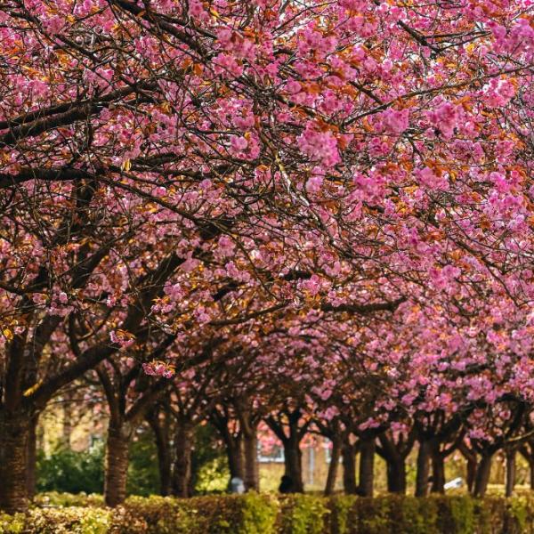 Im Frühling blühen die Kirschbäume auf Boulevarden in Vejle