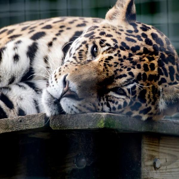 Wilde Tiere im Skærup Zoo