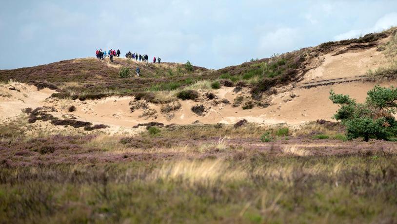 Die Anhöhe Stoltenbjerg in der Randbøl Heide