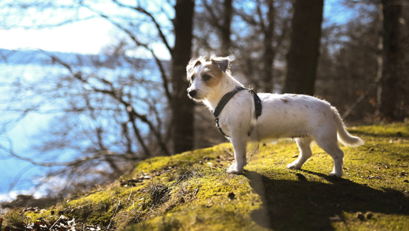 Ein kleiner Hund steht in einem der Hundeparks von Vejle