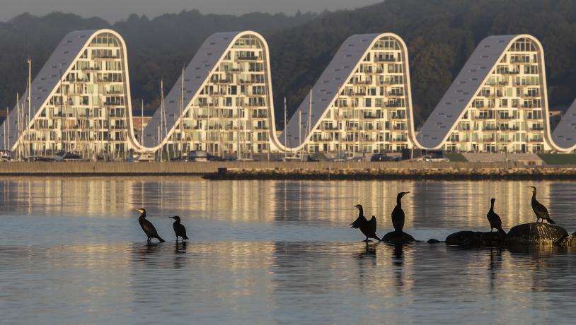 Bølgen und Vejle Fjord mit Vögeln im Vordergrund