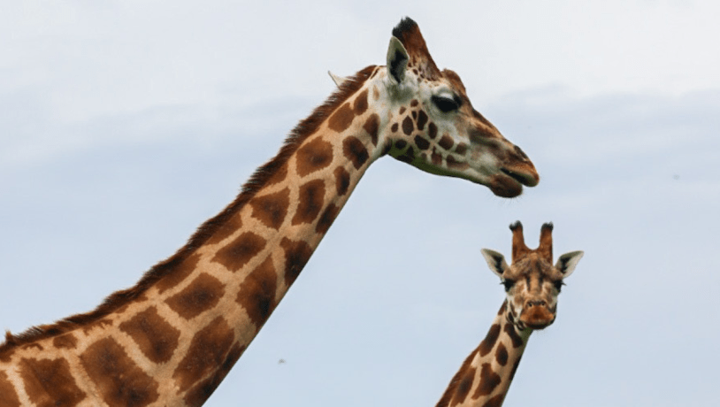Zwei Giraffen im GIVSKUD ZOO