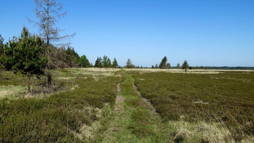 Wanderroute in der Randbøl Heide