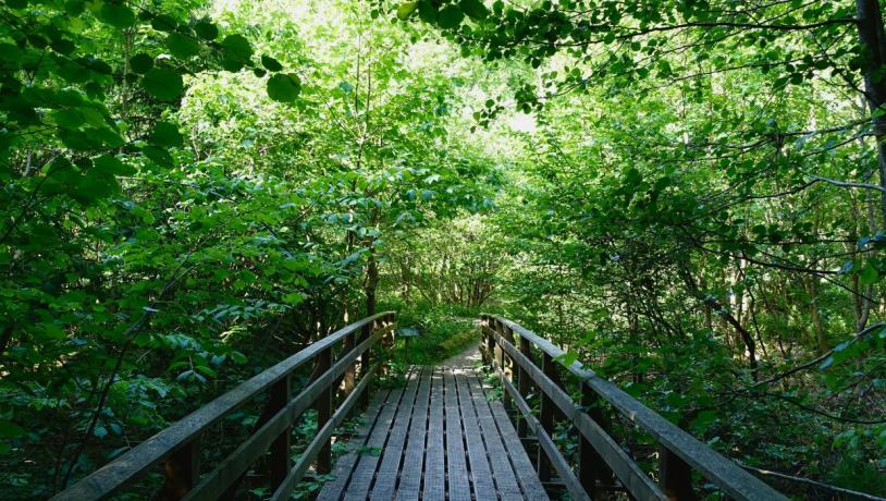 Brücke über den Grejsdalstien durch den Wald
