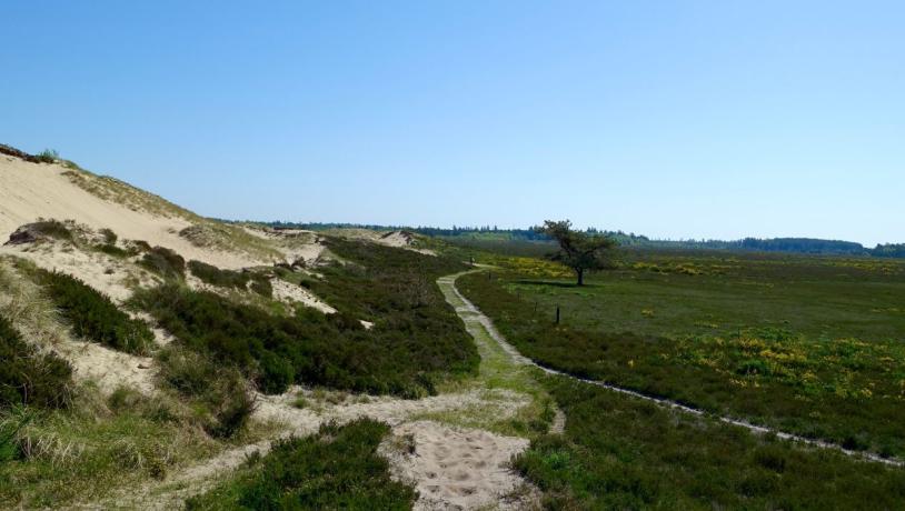 Blick auf die Randbøl-Heide