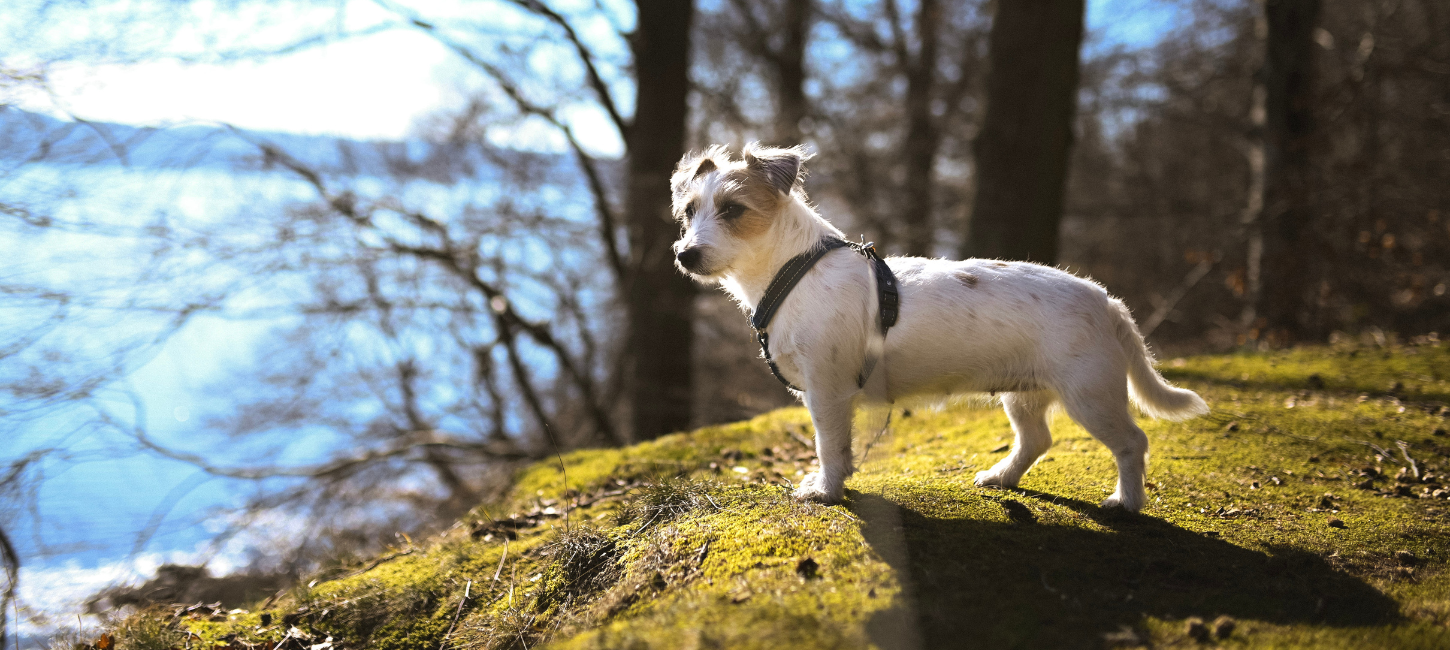 Ein kleiner Hund steht in einem der Hundeparks von Vejle