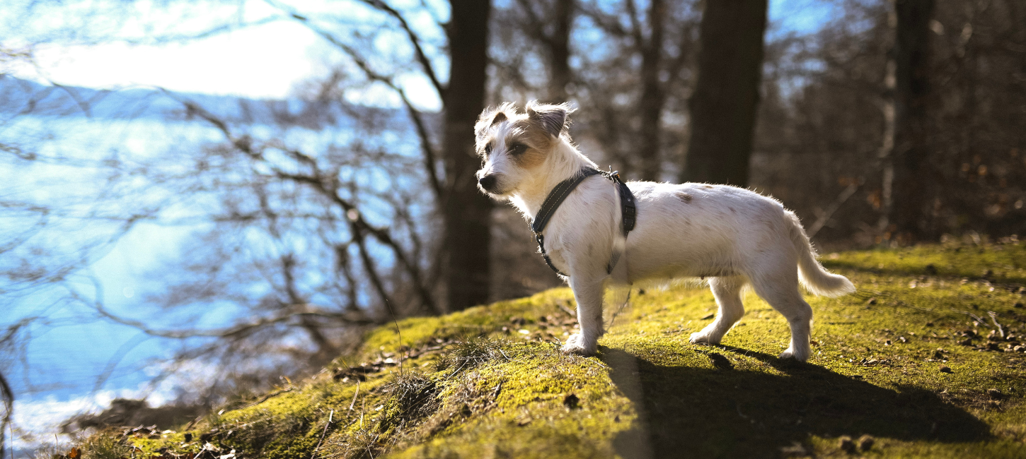 Hundeskov i Vejle med lille hund