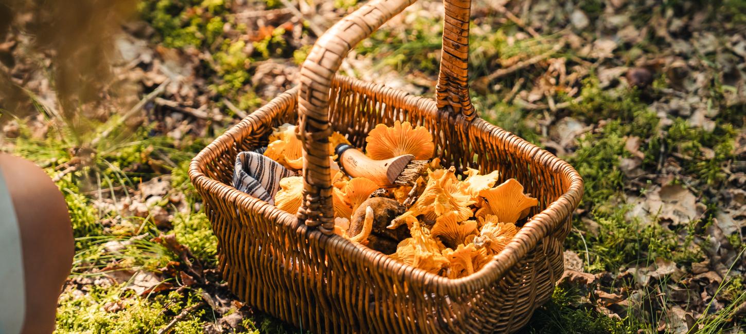 Korb voller Pilze, gesammelt in einem Wald in Kollemorten