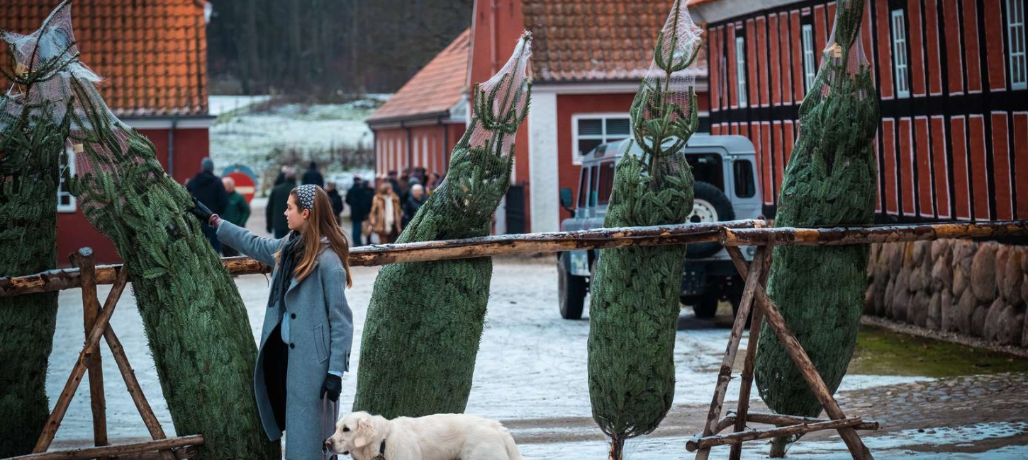 Weihnachtsbäume für den Weihnachtsmarkt auf Tirsbæk Gods