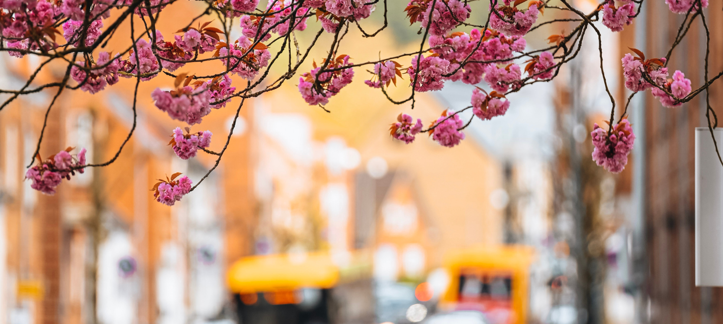 Kirschblüten am Vardevej am Boulevard mit Verkehr im Hintergrund