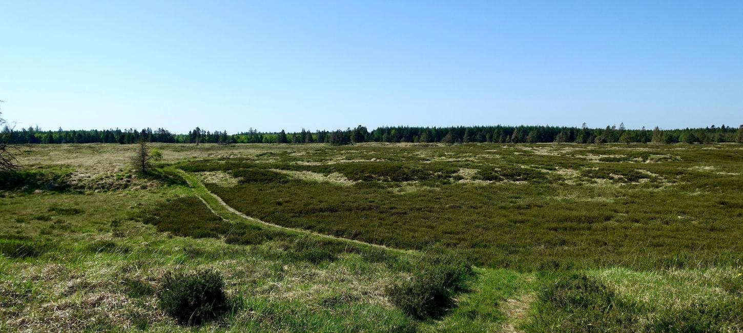 Wanderroute in der Randbøl Heide