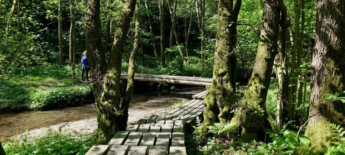 Wandern Sie auf dem Grejsdalstien durch Brandbjerg Sønderskov