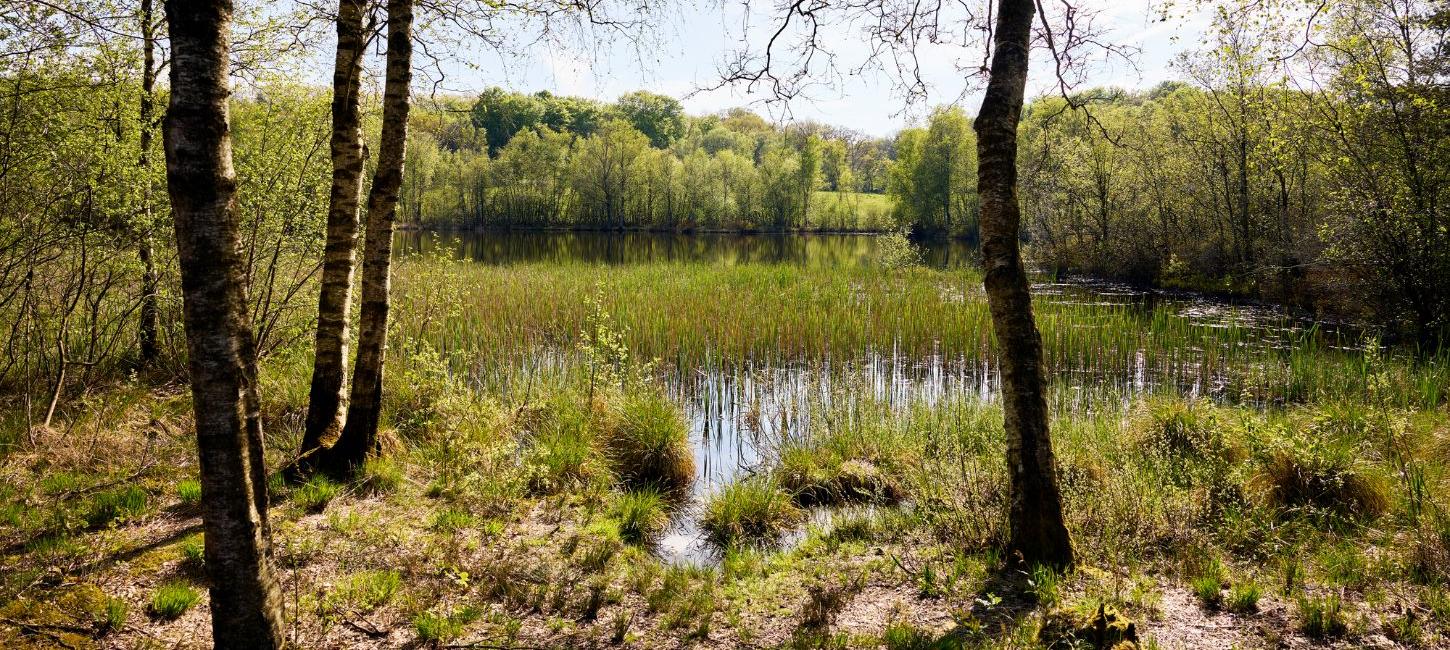 Natur an den Quellgebieten von Gudenå und Skjern Å