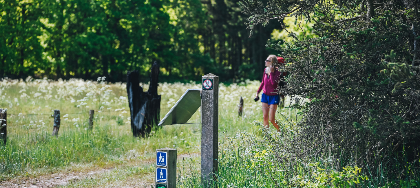 Frau auf Wandertour auf dem Hærvejen an einem Sommertag