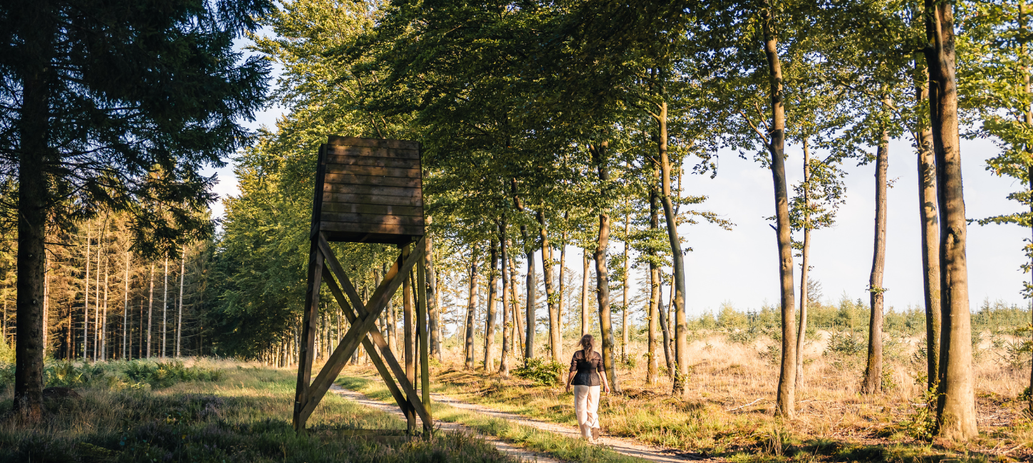 Eine Frau geht im Gebüsch bei Kollemorten auf Pilzwanderung