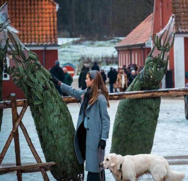 Weihnachtsbäume für den Weihnachtsmarkt auf Tirsbæk Gods