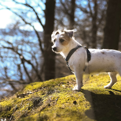 Hundeskov i Vejle med lille hund