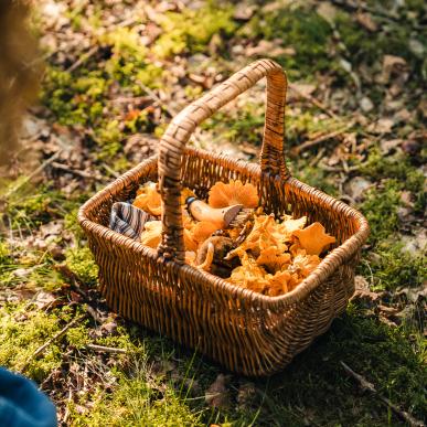 Korb voller Pilze, gesammelt in einem Wald in Kollemorten