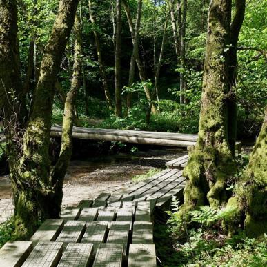 Wandern Sie auf dem Grejsdalstien durch Brandbjerg Sønderskov