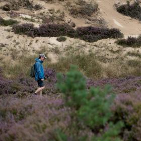 Randbøl Heide