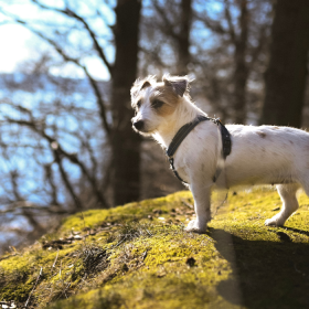 Ein kleiner Hund steht in einem der Hundeparks von Vejle