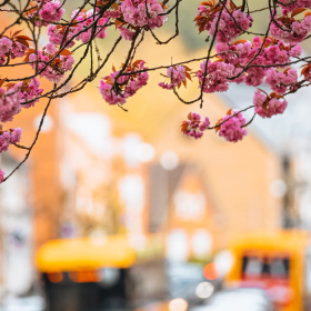 Kirschblüten am Vardevej am Boulevard mit Verkehr im Hintergrund
