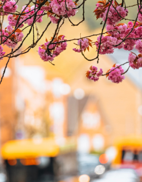 Kirschblüten am Vardevej am Boulevard mit Verkehr im Hintergrund