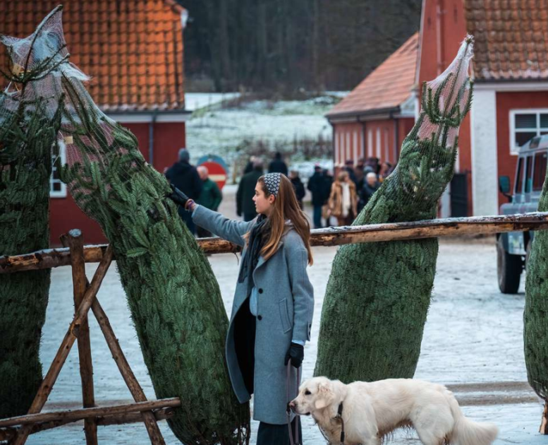 Weihnachtsbäume für den Weihnachtsmarkt auf Tirsbæk Gods
